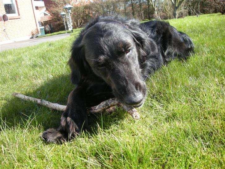 Blanding af racer Bella - (: billede 18