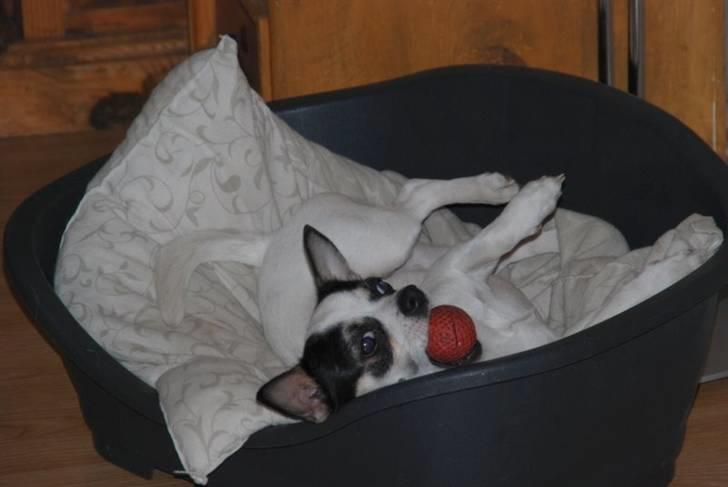 Chihuahua Chihuahua flower´s Trille billede 11