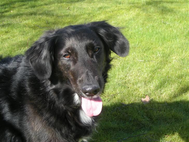 Blanding af racer Bella - Bella <3 billede 19