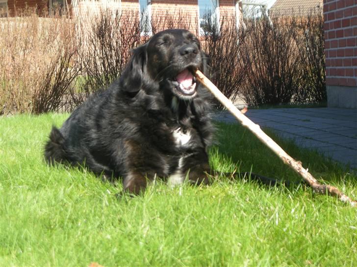 Blanding af racer Bella - Man bliver helt søvnig af alt det her :D billede 20