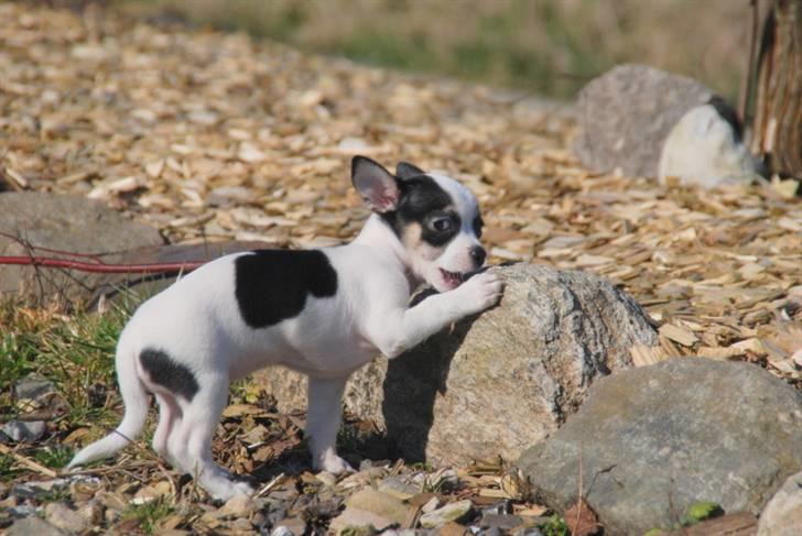 Chihuahua Chihuahua flower´s Trille billede 12