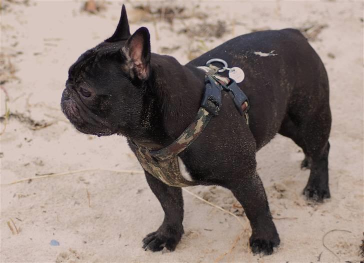 Fransk bulldog Blance Noir´s ~Ymer~ billede 13