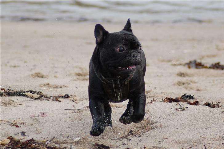 Fransk bulldog Blance Noir´s ~Ymer~ billede 14