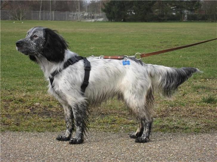 Blanding af racer Aslo - Aslo til hyrdehundetræf efter en tur i en vandpyt billede 12