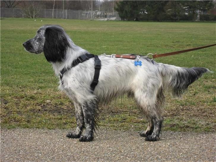 Blanding af racer Aslo - Aslo til hyrdehundetræf efter en tur i en vandpyt billede 13