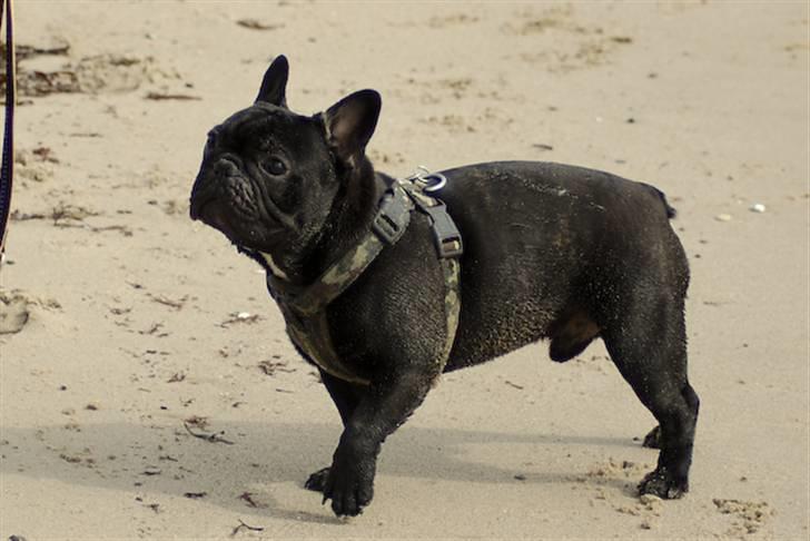 Fransk bulldog Blance Noir´s ~Ymer~ billede 15