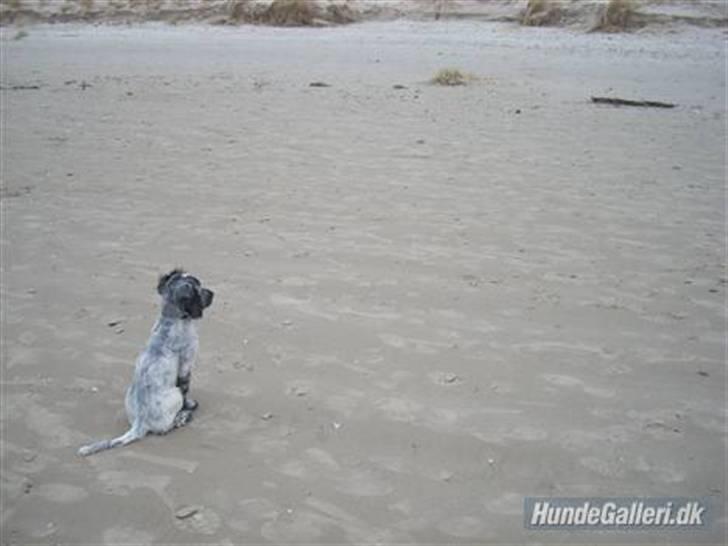 Blanding af racer Aslo - Aslo nyder udsigten på stranden billede 14