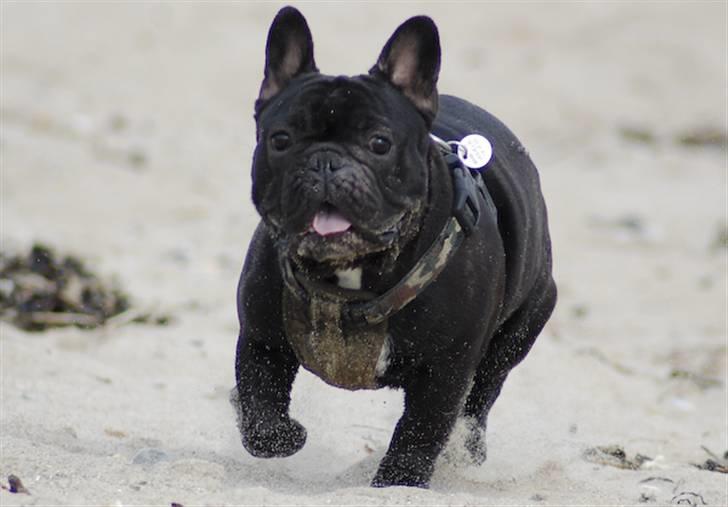 Fransk bulldog Blance Noir´s ~Ymer~ billede 16