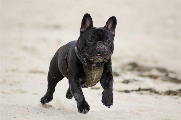 Fransk bulldog Blance Noir´s ~Ymer~ billede 17