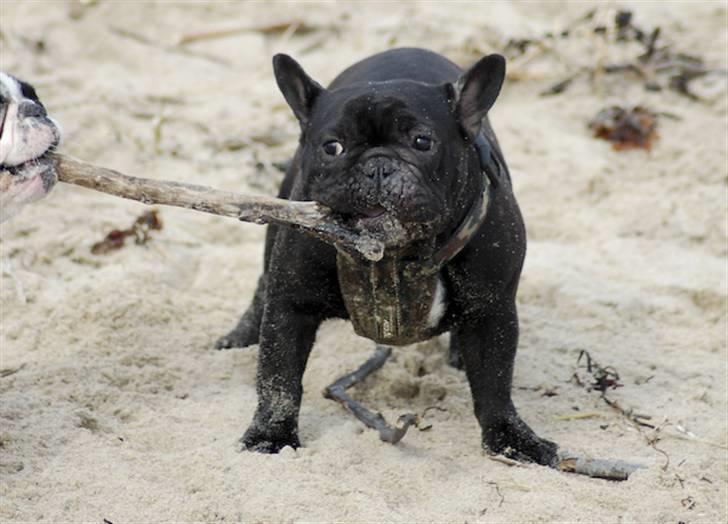 Fransk bulldog Blance Noir´s ~Ymer~ billede 18