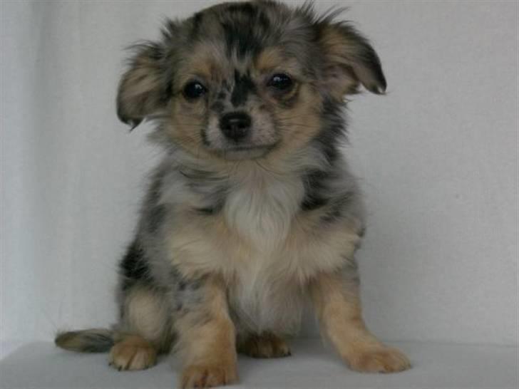 Chihuahua Gucci - Gucci billede 1