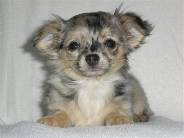 Chihuahua Gucci billede 2