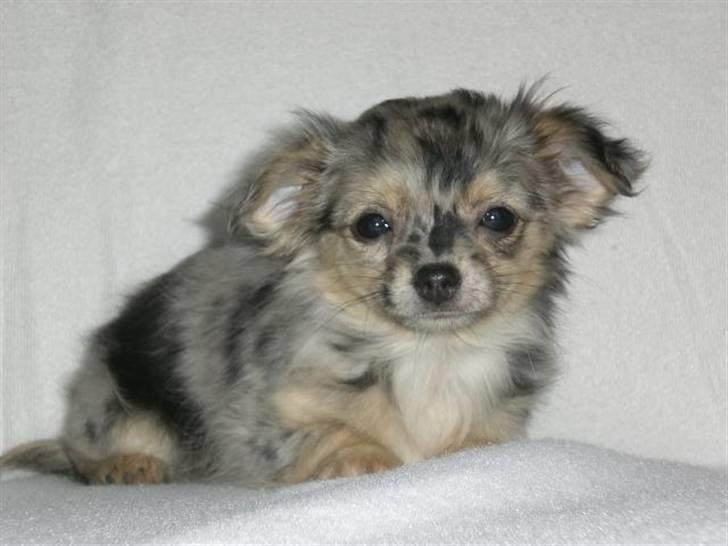 Chihuahua Gucci billede 3