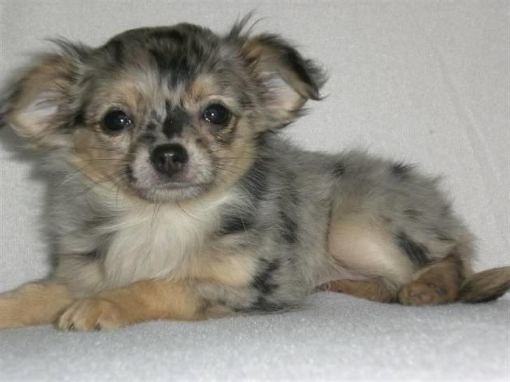 Chihuahua Gucci billede 4