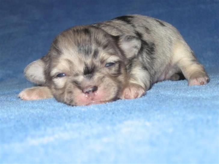 Chihuahua Gucci - Her er Gucci 2 uger gammel. billede 5