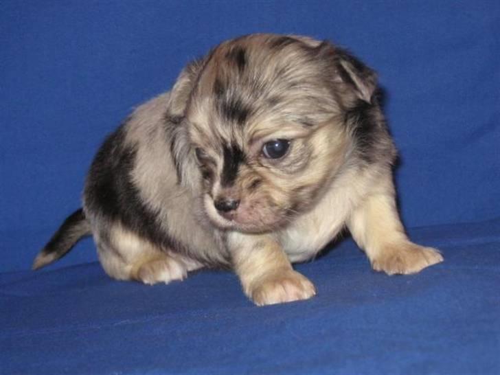 Chihuahua Gucci - Her er Gucci 4 uger gammel. billede 6