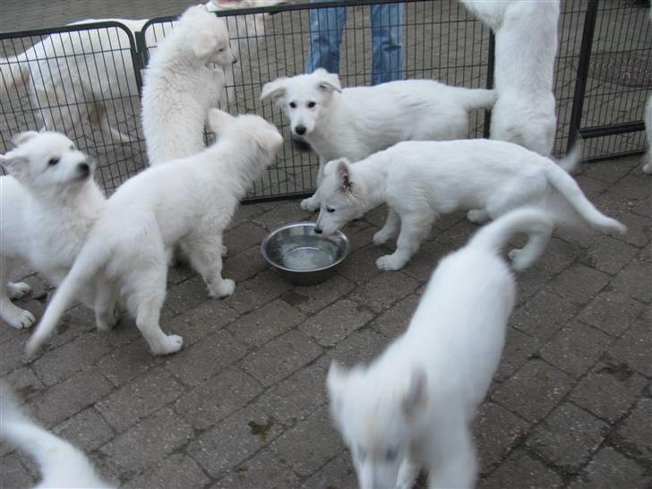 Hvid Schweizisk Hyrdehund Horsebo Vi2 - 7Up som er Vi2 søster har hvalpe ...er de ikke bare søde billede 10
