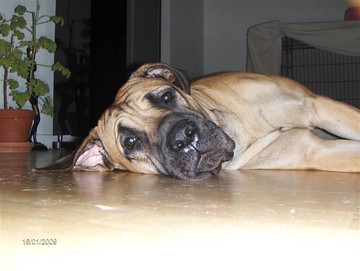Boerboel Boelsplaas Nala - Nala 1 år og 2 mdr.  billede 15