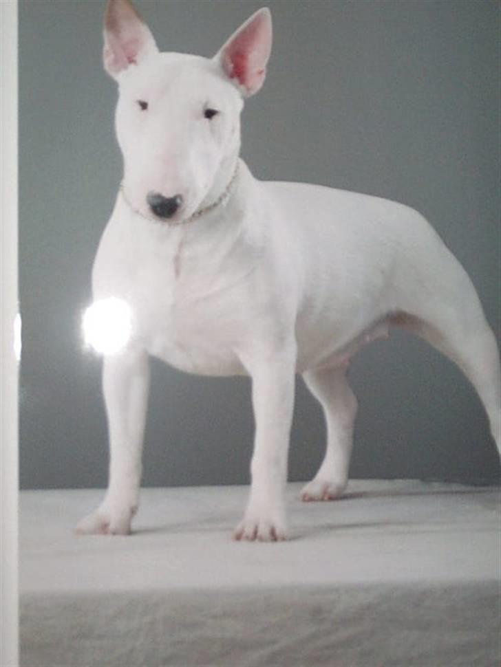 Bullterrier miniature Vine - som unghund billede 1