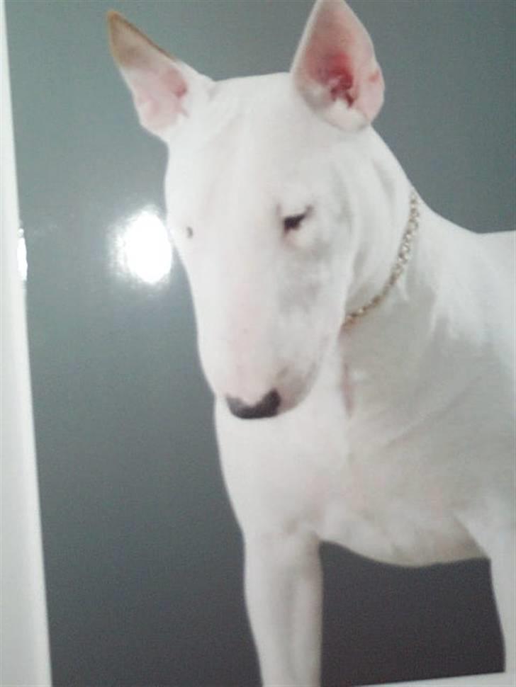 Bullterrier miniature Vine - som unghund billede 2