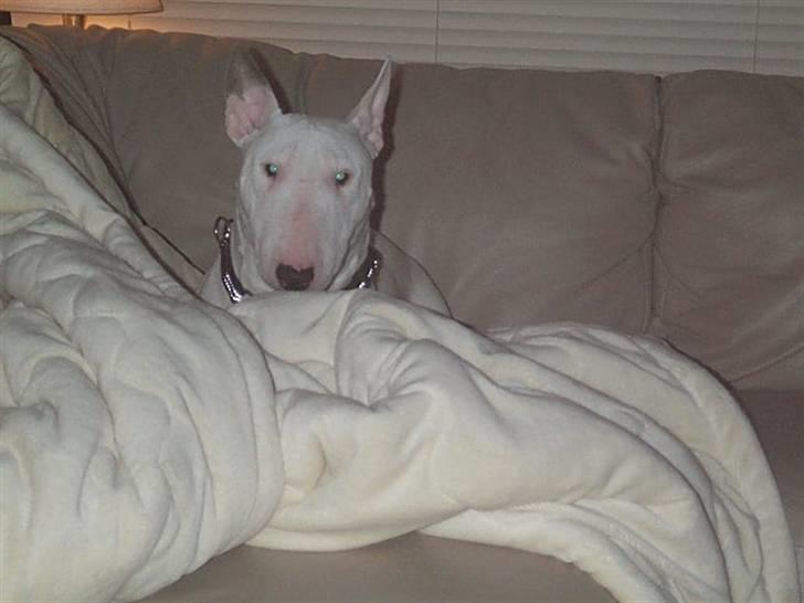 Bullterrier miniature Vine - puttesyg, elsker at putte i dyner og tæpper billede 3