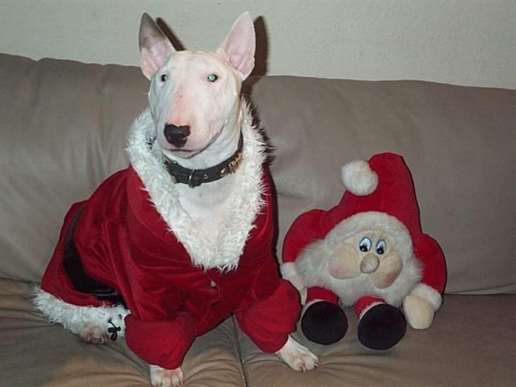 Bullterrier miniature Vine - som julenisse billede 4