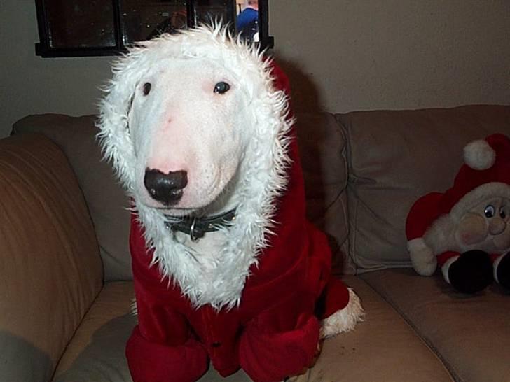 Bullterrier miniature Vine - øhh hvad er der at sige til dette billede...... billede 5