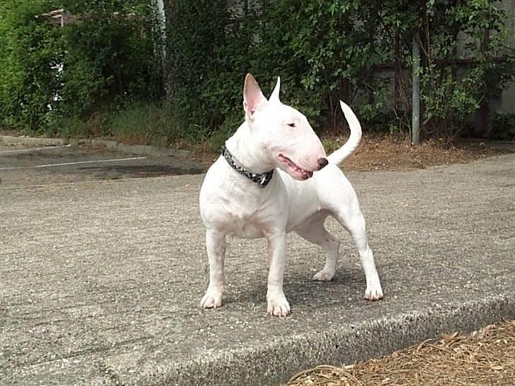 Bullterrier miniature Vine - vine på tur billede 6