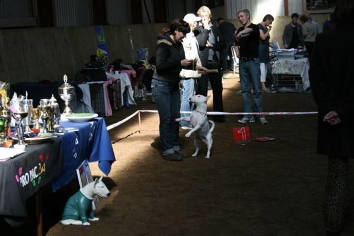 Bullterrier miniature Vine - ja vi vandt kødbenet :-)) billede 7