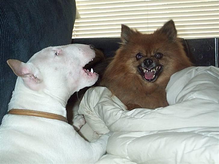 Bullterrier miniature Vine - jeg ved ikke hvem der er farligst her ???? billede 9