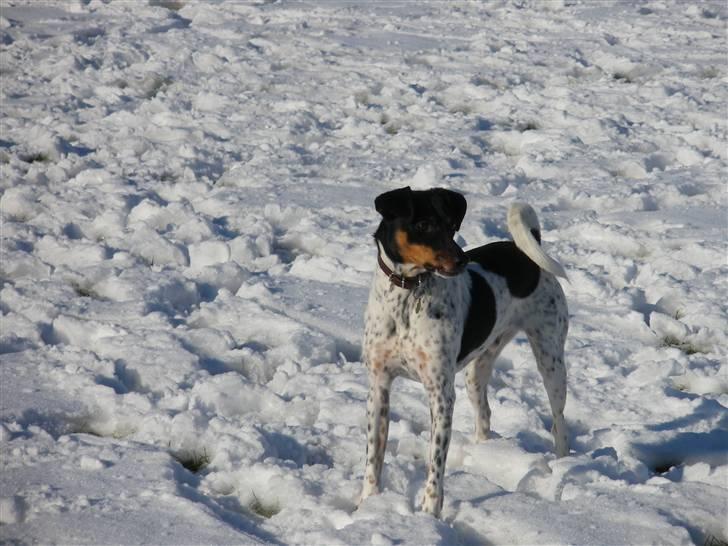 Dansk svensk gaardhund KVIK - i sneen 09 billede 9