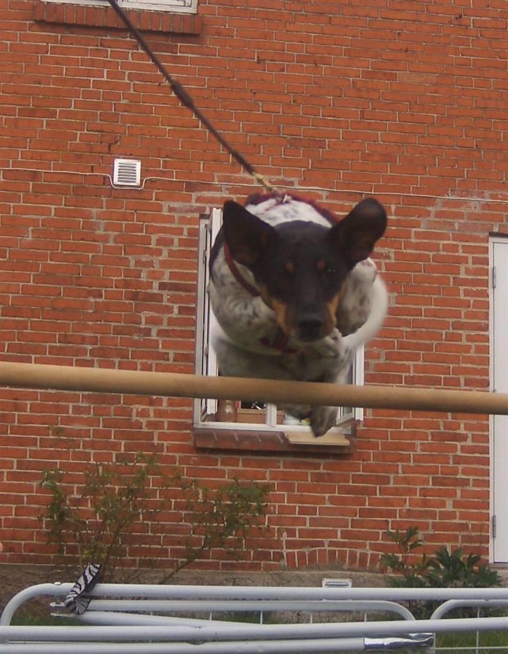 Dansk svensk gaardhund KVIK - spriiing, han elsker det ! billede 10