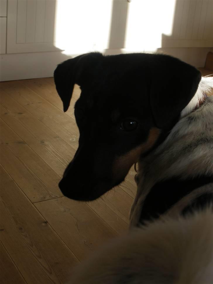 Dansk svensk gaardhund KVIK - kuk kuk, hallo.. billede 11