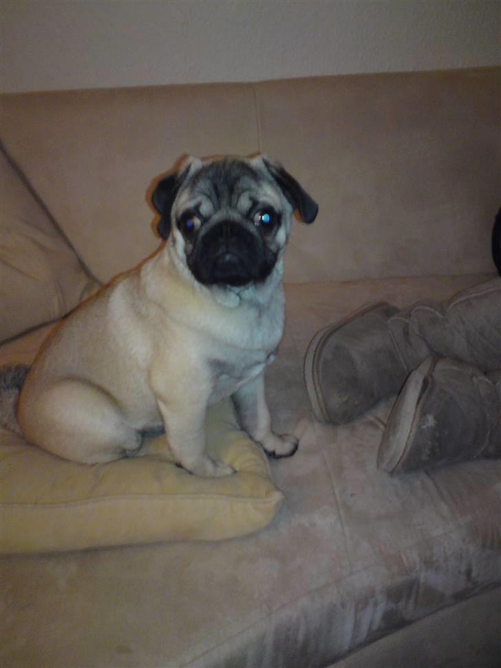 Mops Arnold - hej billede 11