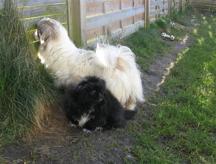 Pekingeser nala - Bare rolig...jeg holder vagt. billede 15