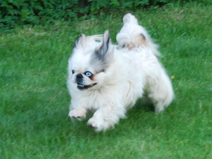 Pekingeser nala billede 16