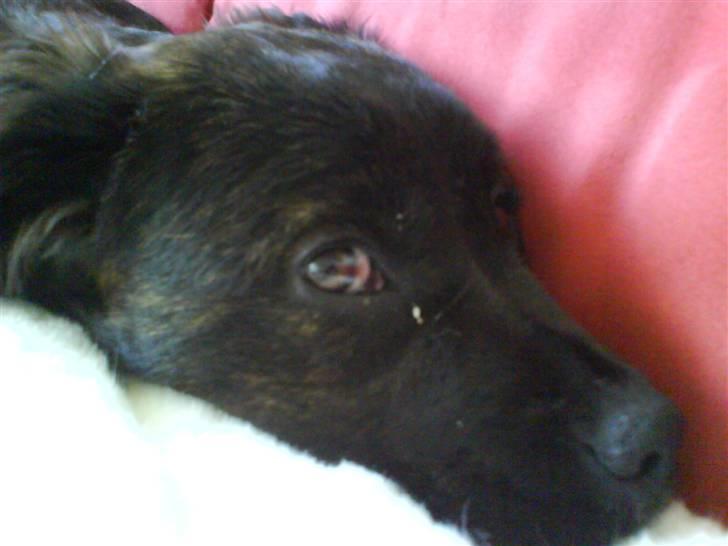 Blanding af racer Mascha - Hun er lidt træt hehe :) billede 6