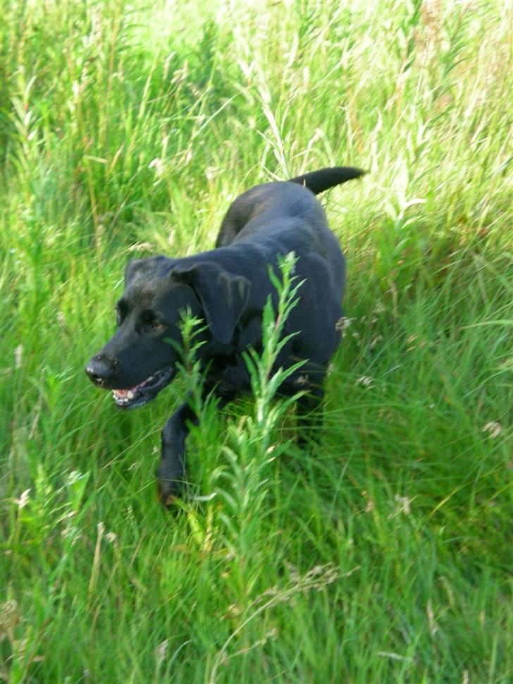 Labrador retriever Bella billede 17