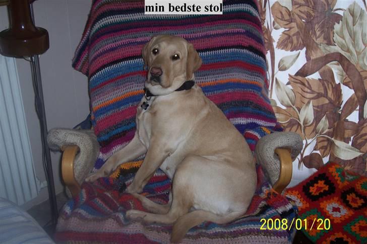 Labrador retriever Pippi - den bedste stol, sover altid i den billede 1