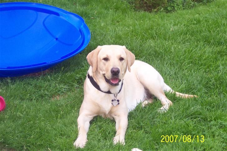 Labrador retriever Pippi billede 2