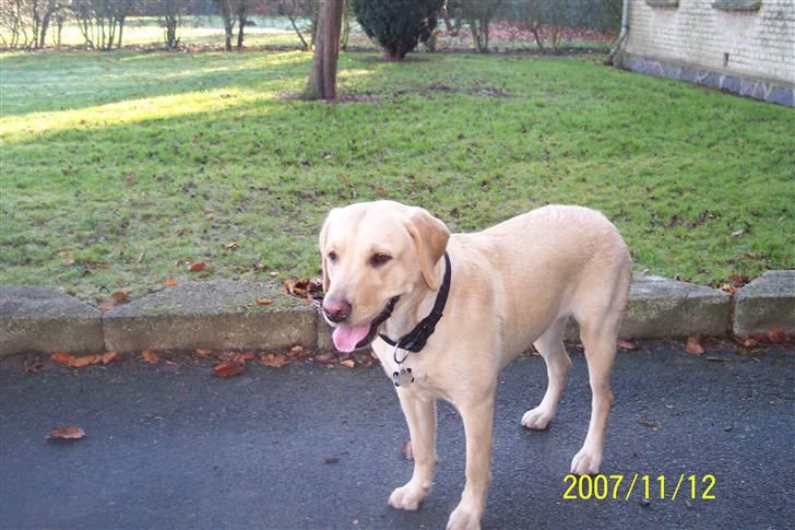 Labrador retriever Pippi - her med større smil på, venter sikkert på bolden billede 3
