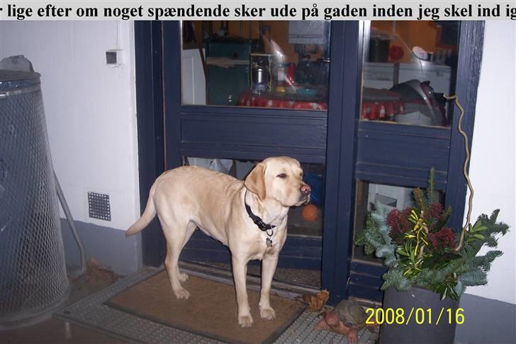 Labrador retriever Pippi - ser lige efter om der er noget spændende ude på gaden ingen jeg skal ind billede 4
