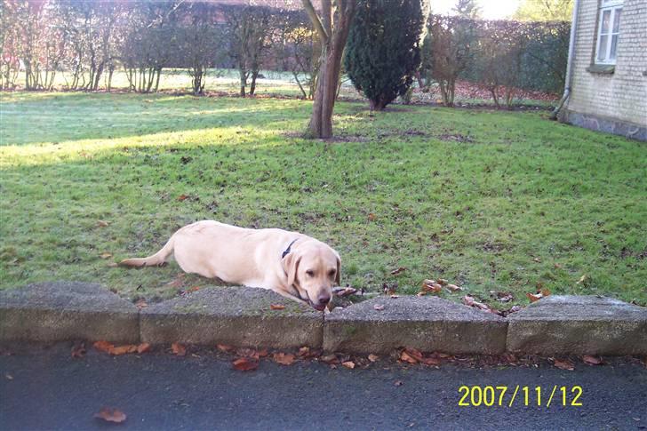 Labrador retriever Pippi - tager lige en slapper, men er dog hurtigt klar igen billede 5