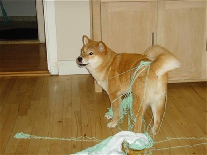 Shiba Zena - Ulykker - hvem, mig?! nej da :-) billede 17