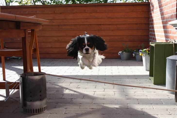 Cavalier king charles spaniel Malekit´s Molly - springhunden<3<3  billede 5