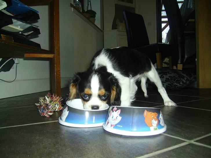 Cavalier king charles spaniel Malekit´s Molly - spiser for første gang i det nye hjem <3!  billede 8