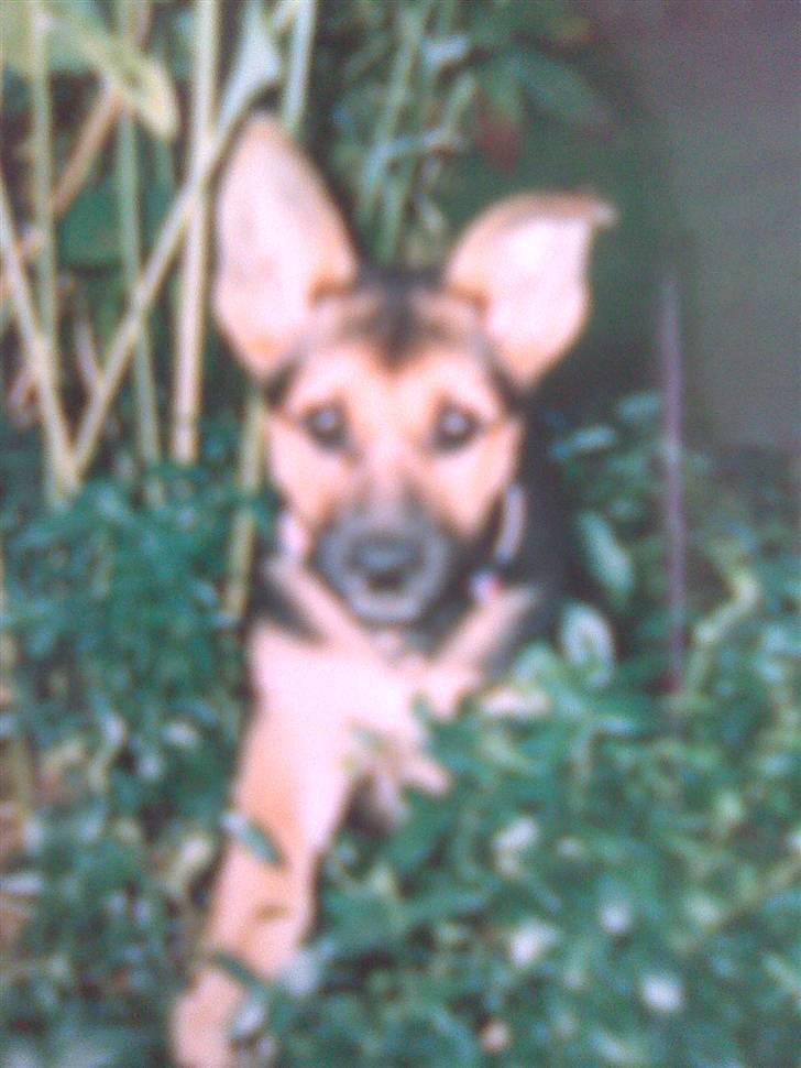 Blanding af racer maxi (R.I.P.) billede 13