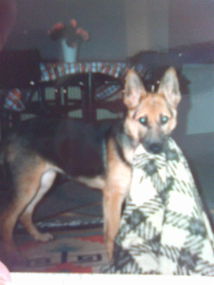 Blanding af racer maxi (R.I.P.) billede 14