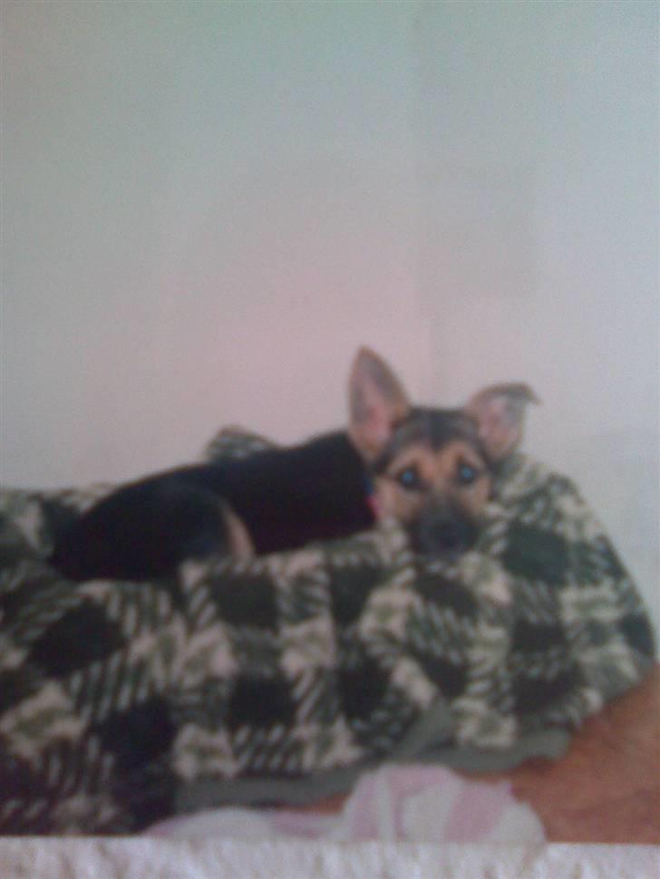 Blanding af racer maxi (R.I.P.) billede 15