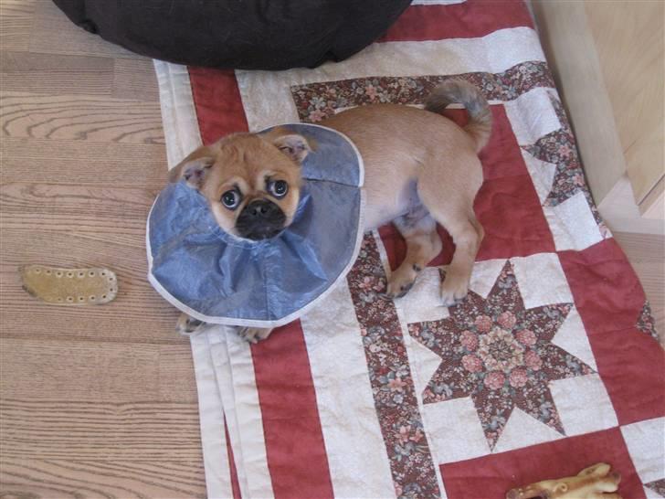Blanding af racer (mops/pekingeser) Bob billede 20